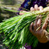 Purely Organic Products LLC 200 Organic Onion Seeds (Bunching Evergreen) - Approx Seeds - USDA Organic, Non-GMO, Open