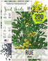Seed Needs Rue Seeds for Planting - Non-GMO Heirloom & Untreated Perennial