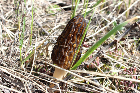 SEEDS4PLANTING Spores Black Morel Mushrooms Seeds Mycelium Spawn Grow Bonsai Dried Non GMO