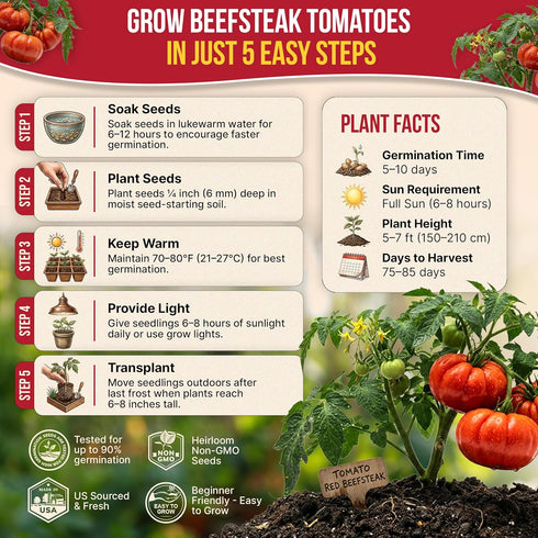 Pack 0.5 250 Packet, Red Beefsteak Tomato Seeds G - Over Non-GMO Heirloom Tomato Seeds for Planting Vegetables