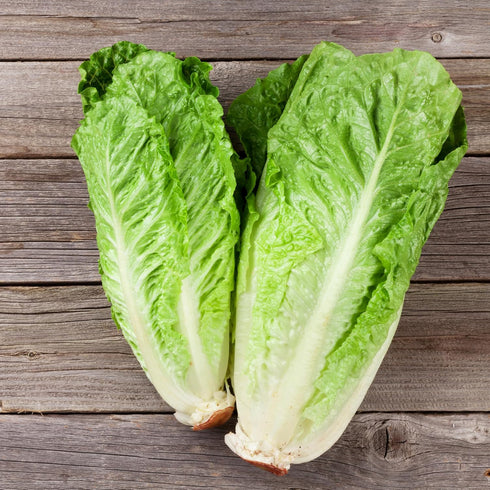 Pack 2 Packets Seed Needs Romaine Lettuce Seeds Variety for Planting a Collection of Individual Varieties - Include Red