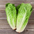 Pack 2 Packets Seed Needs Romaine Lettuce Seeds Variety for Planting a Collection of Individual Varieties - Include Red
