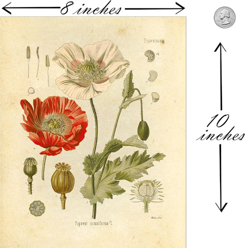 Ink Inc. Botanical Prints Wildflower Prints - Set of 6-8x10 - Unframed