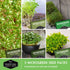 5-Variety Pack Pack Microgreens Seeds for Sprouting Mustard, Mung Bean, Curled Cress, Clover & Lettuce Seed for Indoors
