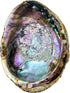 Hand Selected Abalone Shell - 6 Inches or Larger, Perfect for Incense and Trinkets