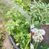 (20-Pack) Sereniseed Certified Organic Herb Seeds Non GMO, Heirloom Seed Starting Video