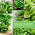 Pack 10 Set Indoor Herb Seeds Variety | Herbs for Planting Basil, Mint, Parsley, Cilantro, Thyme, Dill, Chives