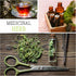 (1 Pack) Seed Needs Mint Seeds for Planting Spearmint Herbs - Non-GMO Heirloom & Untreated Perennial Herb Seed to Plant