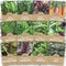 Organic Healthy Greens Seeds Variety Pack - 12 Individual Packs - 2026