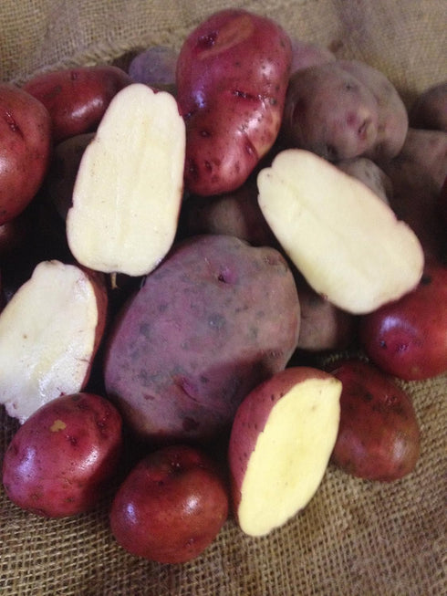 Red LaSoda Seed Potato, , (5 Lbs.), Certified Minnesota Grown