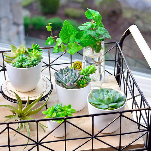 Youngever 24 Pack 2 Inch Mini Plastic Planters - White Indoor Flower Pots with Drainage