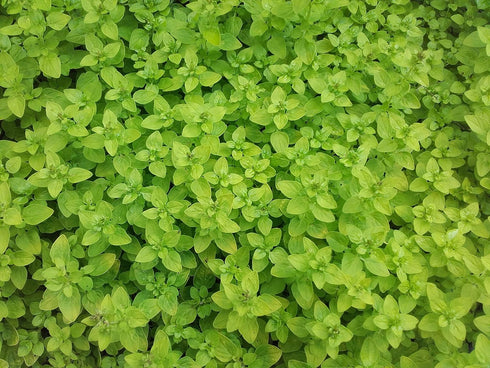 500 2000 Packet 1 TKE Farms & Gardens - Marjoram Seeds for Planting, Mg, Heirloom Seeds, Non-GMO, Includes Instructions