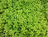 500 2000 Packet 1 TKE Farms & Gardens - Marjoram Seeds for Planting, Mg, Heirloom Seeds, Non-GMO, Includes Instructions