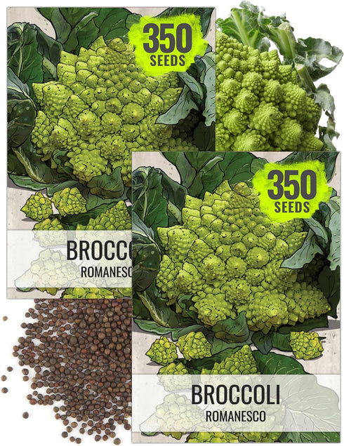 Seed Needs Cauliflower Seeds for Planting Romanesco Broccoli/Cauliflowers - Non-GMO Heirloom &