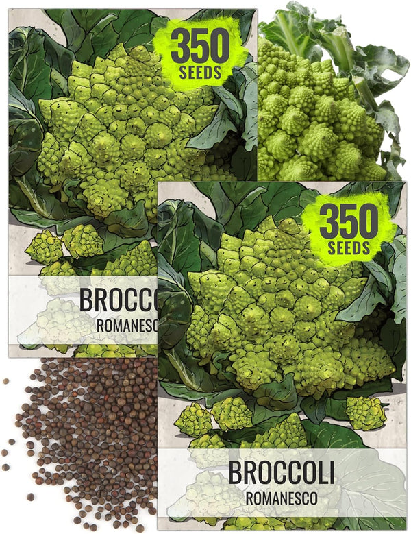 Seed Needs Cauliflower Seeds for Planting Romanesco Broccoli/Cauliflowers - Non-GMO Heirloom &