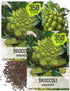 Seed Needs Cauliflower Seeds for Planting Romanesco Broccoli/Cauliflowers - Non-GMO Heirloom &