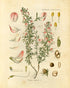 Ink Inc. Botanical Prints Wildflower Prints - Set of 6-8x10 - Unframed