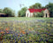 Old Barn & Flowers Field Scenery Nature Landscape Wall Decor Art Print (16x20)