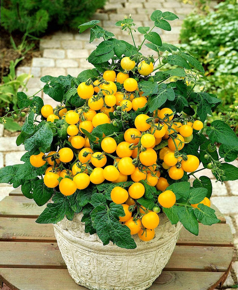 50+ Yellow Balcony Tomato Seeds Seeds for Planting Indoors and Outdoors