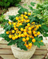 50+ Yellow Balcony Tomato Seeds Seeds for Planting Indoors and Outdoors