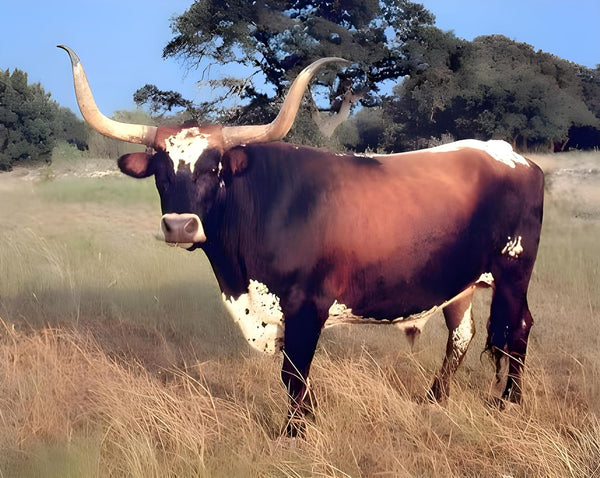 Texas Longhorn Cow Steer Cattle Farm Nature Animal Landscape Wall Decor Art Print Poster (16x20)