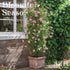 5.2FT 16mm Obelisk Trellis for Climbing Plants Outdoor, Rust-Proof Extra Thickened Plastic-Coated Metal Pipes, Indoor