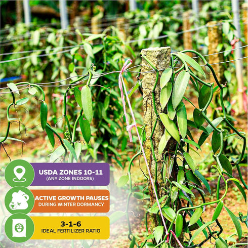 Vanilla Bean Orchid Live Plant - Vanilla planifolia by Wellspring Gardens - Fragrant Vanilla Beans, Versatile Vine
