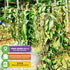 Vanilla Bean Orchid Live Plant - Vanilla planifolia by Wellspring Gardens - Fragrant Vanilla Beans, Versatile Vine