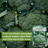 29 Packet (4) Sow Right Seeds - Waltham Broccoli Seeds for Planting - Non-GMO Heirloom with Instructions to Plant an