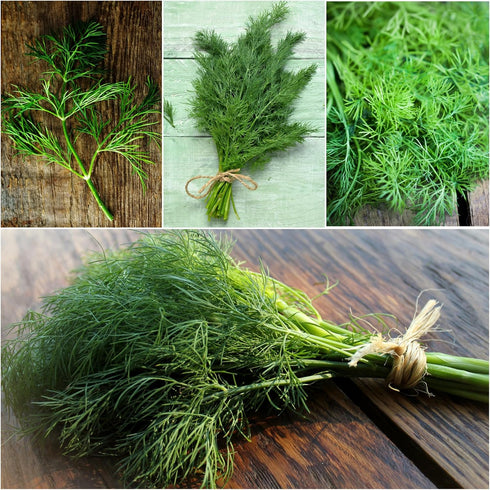 (1 Pack) Seed Needs Dill Seeds for Planting Bouquet Herbs - Non-GMO Heirloom & Untreated Herb Seed to Plant a Home
