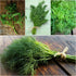 (1 Pack) Seed Needs Dill Seeds for Planting Bouquet Herbs - Non-GMO Heirloom & Untreated Herb Seed to Plant a Home