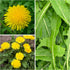 10,000+ Seed Needs Dandelion Seeds for Planting Fresh Herbs | Untreated Seeds Non GMO Heirloom | Bulk Dandelion Seed |