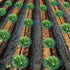 Fairooth 6 Pack 3 Strawberry Supports Strawberry Plant Support Stand Strawberry Growing Racks Protector Strawberry