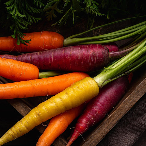 Purely Organic Products LLC 500 Organic Carrot Seeds (Rainbow Blend) - Approx Seeds - USDA Organic, Non-GMO, Open