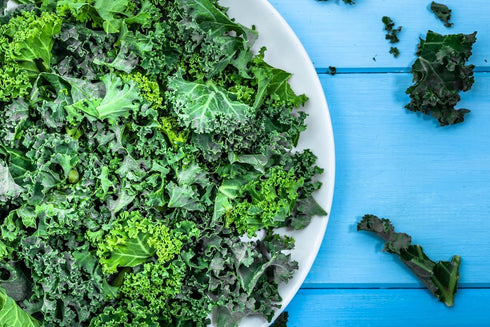 Axel's Garden Seeds 1 Packet 200 Curled Blue Kale Seeds for Planting Plant & Grow Heirloom Non-GMO Curled Blue Vates