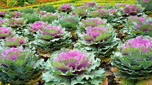 SeedsUA Seeds Flowering Kale Cabbage Ornamental Decorative Large-Leaved Mix Beatiful Cut Flowers for Planting Non GMO