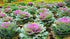SeedsUA Seeds Flowering Kale Cabbage Ornamental Decorative Large-Leaved Mix Beatiful Cut Flowers for Planting Non GMO