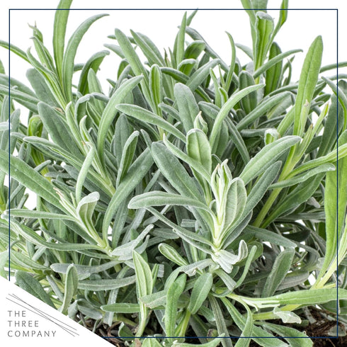 (4 Pack) 6" 3" 1 Live Aromatic and Edible Herbs - Assorted Varieties Per - Lemon Verbena, Eucalyptus, Mint, Lavender