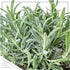 (4 Pack) 6" 3" 1 Live Aromatic and Edible Herbs - Assorted Varieties Per - Lemon Verbena, Eucalyptus, Mint, Lavender