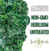 (5 Packs) Seed Needs Kale Seeds for Planting Vates Blue Scotch Curled Kale Vegetables - Non-GMO Heirloom & Untreated
