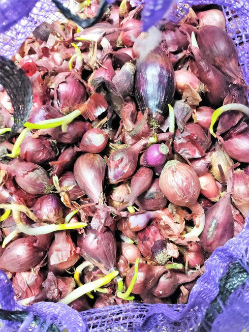 Sets (Bulbs) 1 Set 2026 TomorrowSeeds - Karmen Red Onion Seeds - Pound - Variable Sizes - for Planting Gardening Sweet
