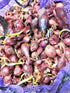 Sets (Bulbs) 1 Set 2026 TomorrowSeeds - Karmen Red Onion Seeds - Pound - Variable Sizes - for Planting Gardening Sweet