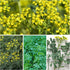 (2 Packs) Seed Needs Rue Seeds for Planting - Non-GMO Heirloom & Untreated Perennial Herb Seed to Plant a Home Grown