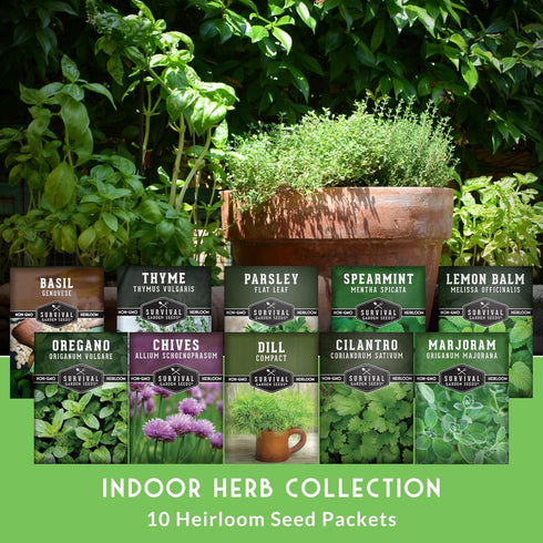 Pack 10 Set Indoor Herb Seeds Variety | Herbs for Planting Basil, Mint, Parsley, Cilantro, Thyme, Dill, Chives