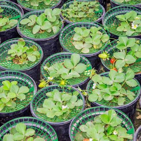 30 Packs 3 Strawberry Supports Strawberry Growing Frame Strawberry Plant Support Plant Protectors Strawberry Trellis