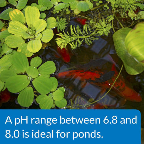 16-Ounce API POND pH UP Pond Water pH Raising Solution Bottle