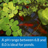 16-Ounce API POND pH UP Pond Water pH Raising Solution Bottle