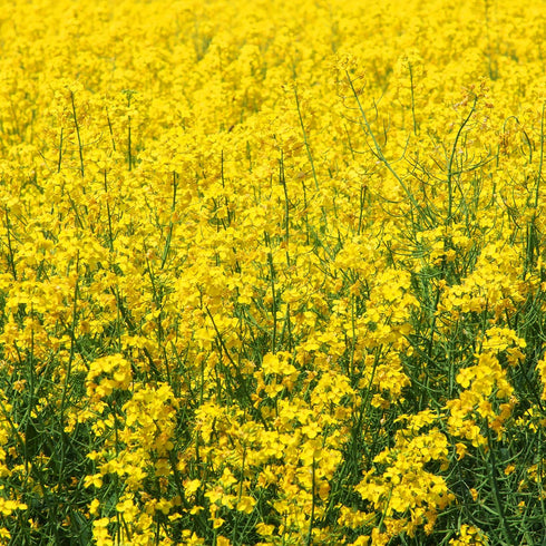 5000 Outsidepride Yellow Mustard Seeds - Pcs Nutrient-Rich, Flavorful Annual Microgreen Seeds for Planting