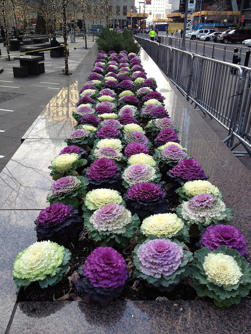 SeedsUA Seeds Flowering Kale Cabbage Ornamental Decorative Large-Leaved Mix Beatiful Cut Flowers for Planting Non GMO