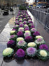 SeedsUA Seeds Flowering Kale Cabbage Ornamental Decorative Large-Leaved Mix Beatiful Cut Flowers for Planting Non GMO